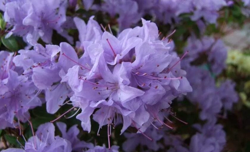 Сорта рододендронов описание фото. Рододендрон Ametist. Рододендрон аметист. Amethyst impeditum рододендрон. Рододендрон миниатюрный аметист.