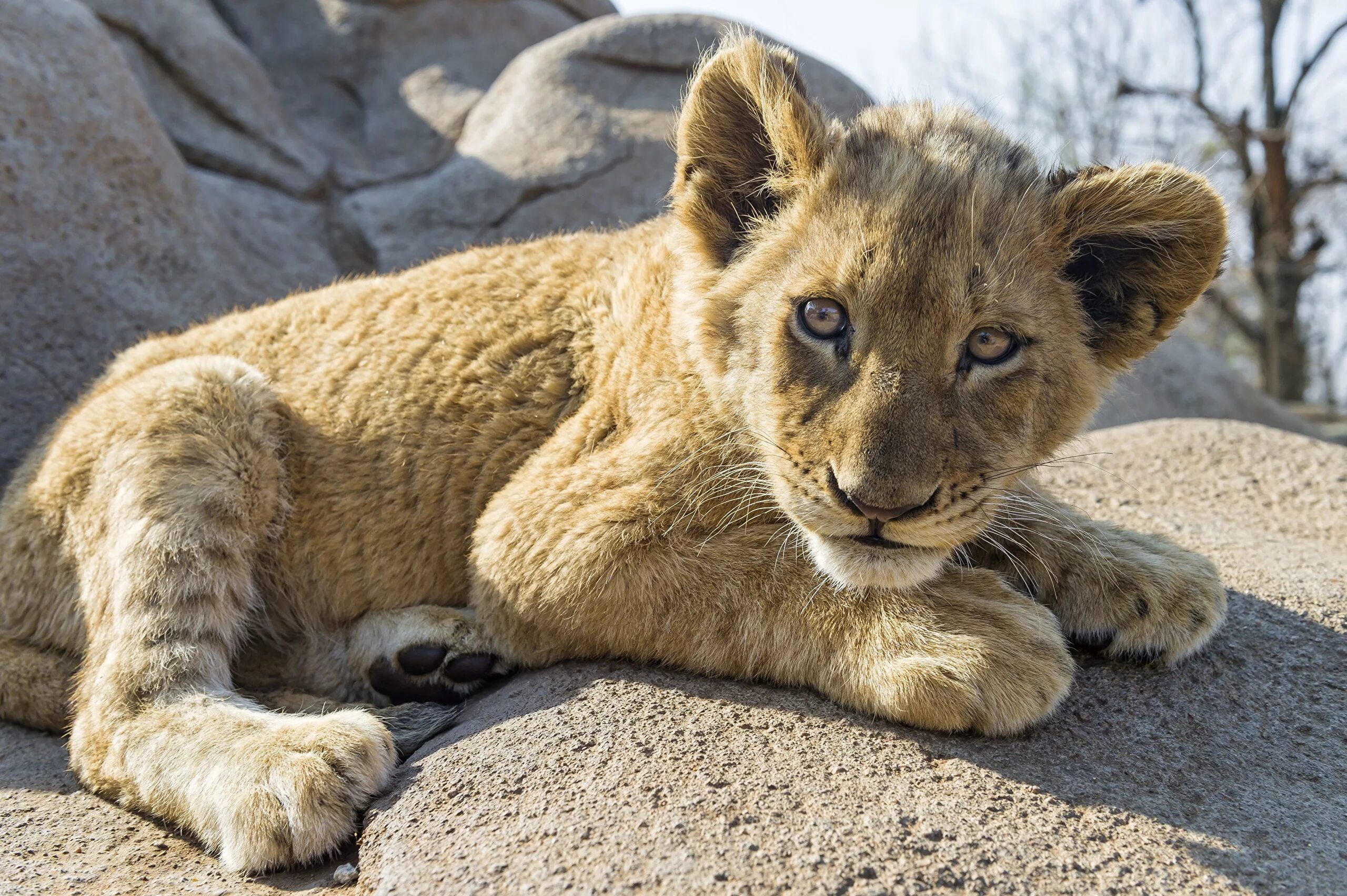 Львенок. Cub animal. Маленький львенок. Львенок. Маленький лев.
