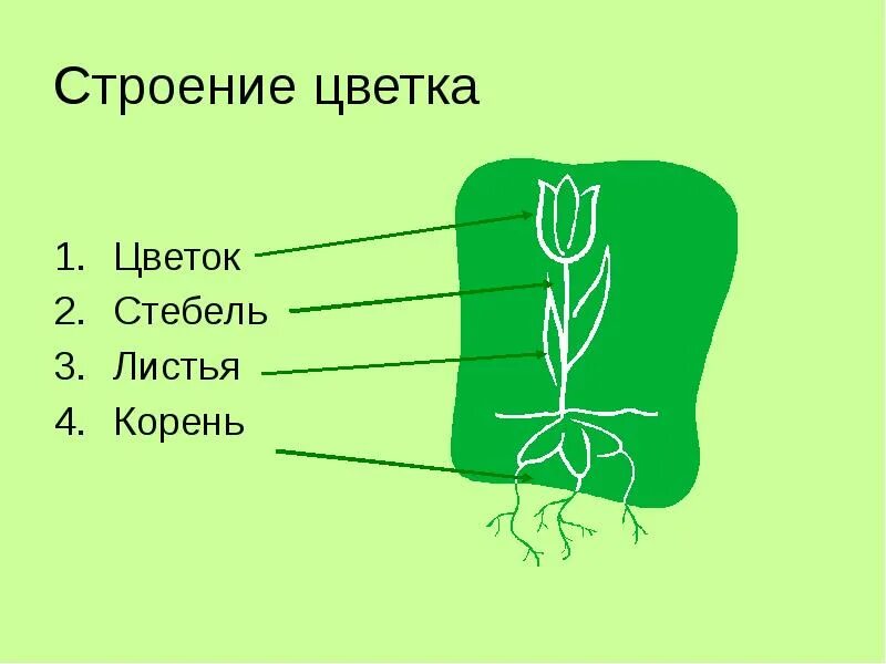 Установите соответствие корень лист. Строение цветка. Строение цветка на английском. Строение цветка черешок. Структура цветка.