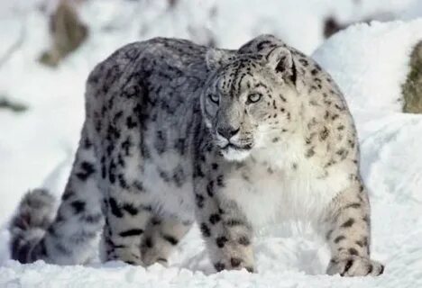 Қара жігіт үлкен аққұбаны трахает