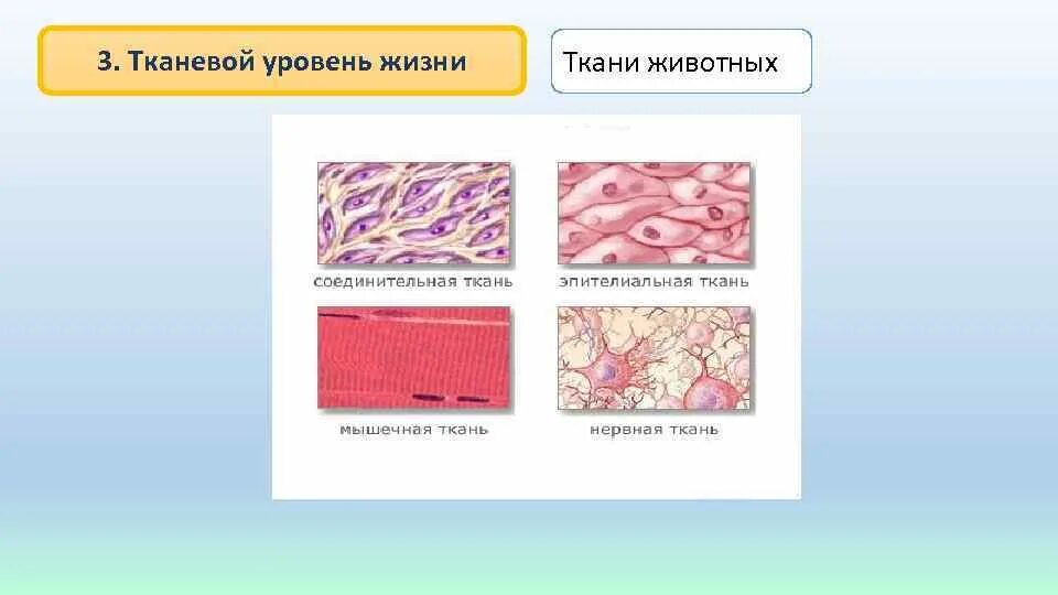 Многообразие тканей животных