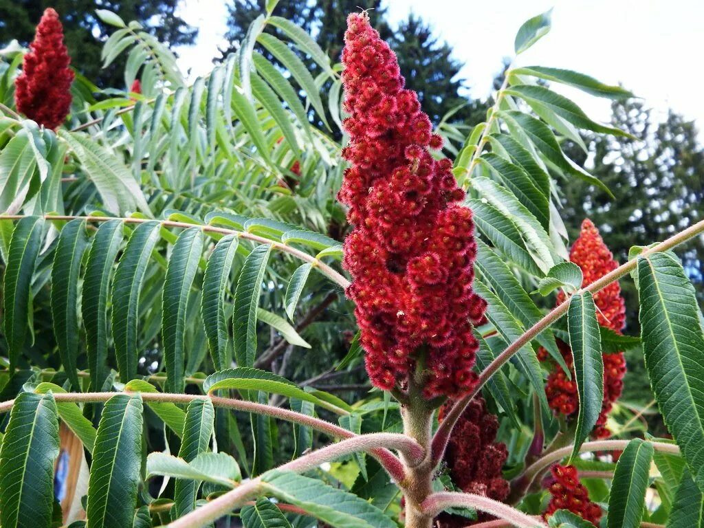 Сумах купить в москве. Сумах дубильный (Rhus coriaria. Сумах оленерогий. Сумах уксусное дерево. Растение Сумах оленерогий.