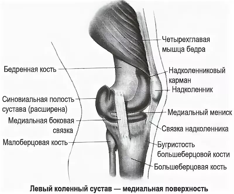 Мыщелок коленного сустава большеберцовой кости. Разрыв связки надколенника рентген. Колено мыщелок большеберцовой кости. Коленный сустав внутренний мыщелок бедренной кости.