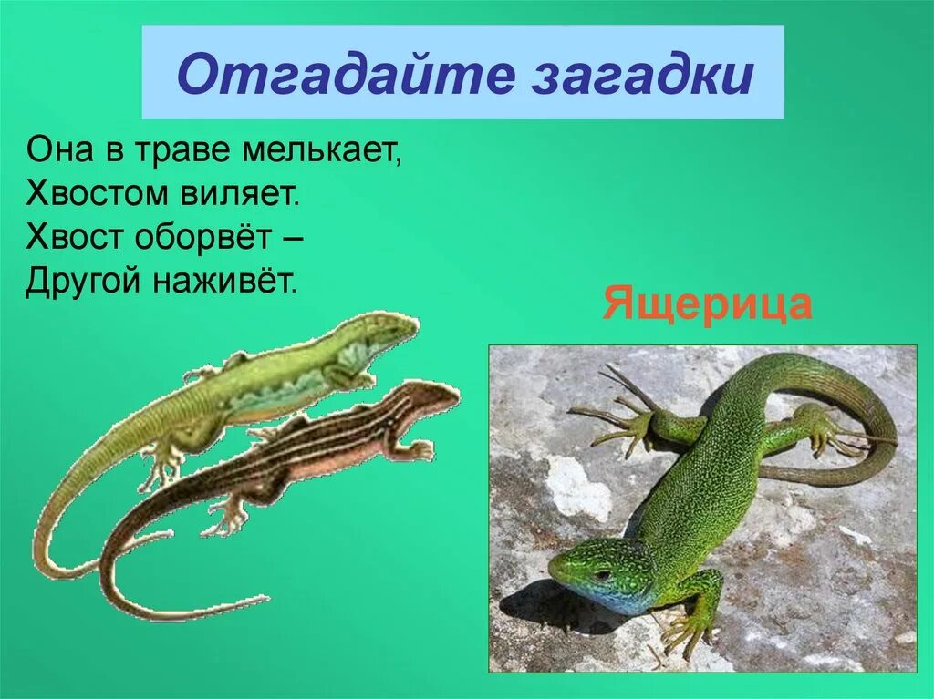 Загадка про ящерицу