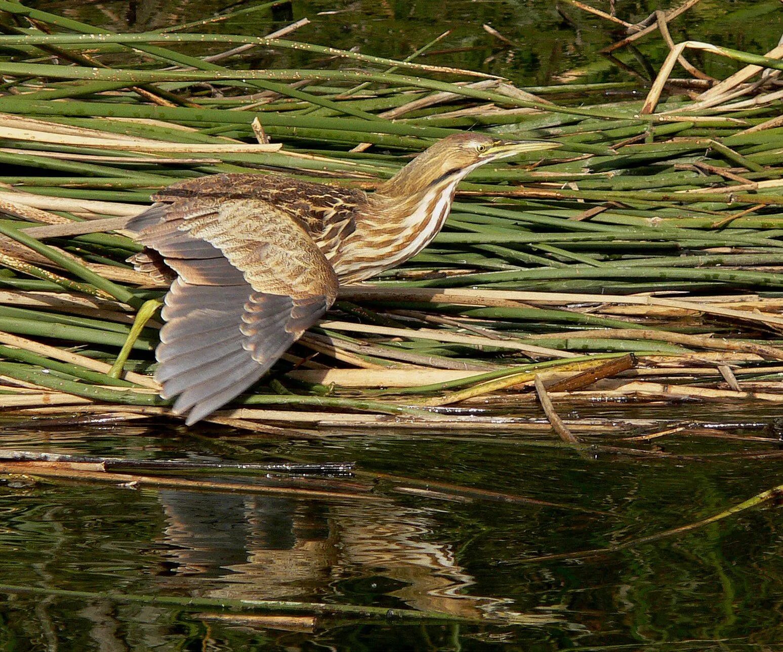 Выпь цапля. Botaurus lentiginosus. botaurus poiciloptilus. американская выпь. покровительственная окраска выпь.