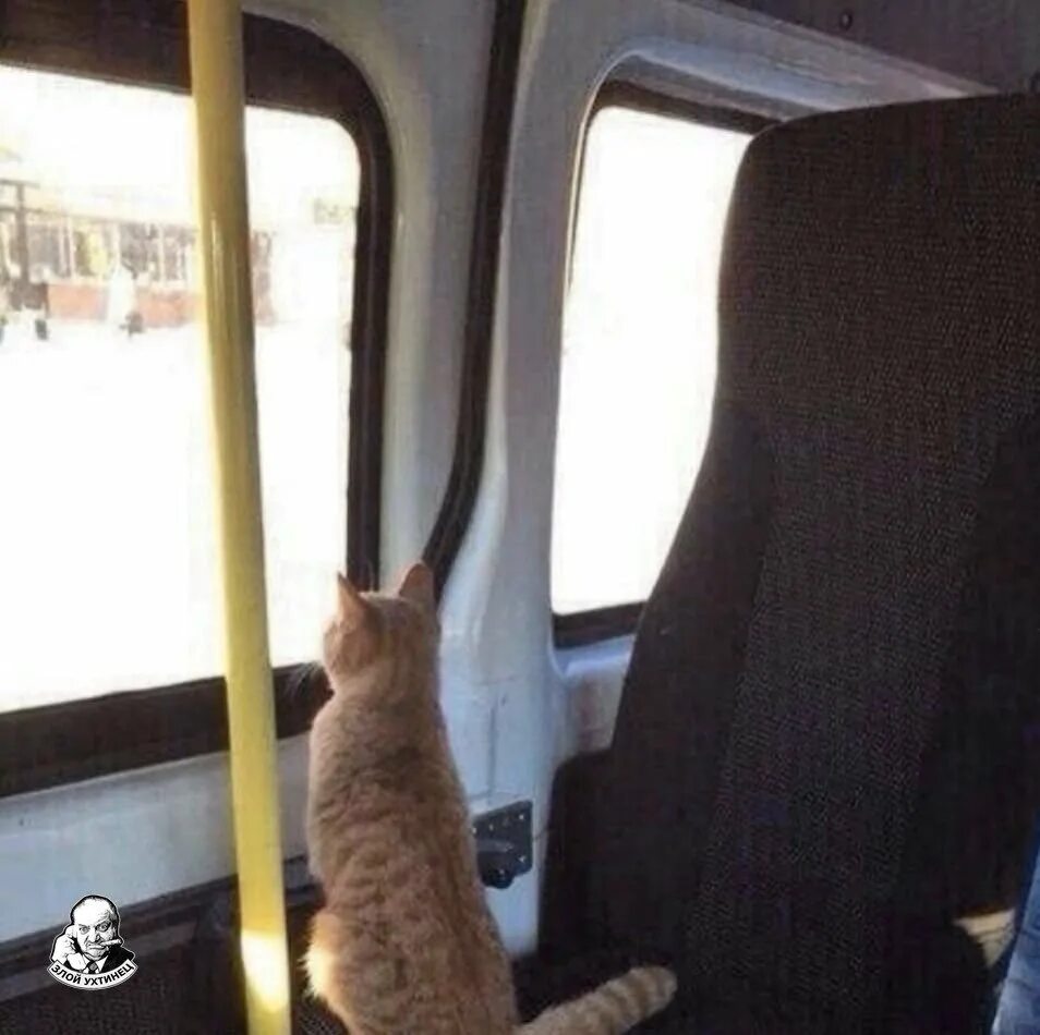 Просит остановиться. Кот в маршрутке. Коты в общественном транспорте. Кошка едет в автобусе. Котенок в автобусе.