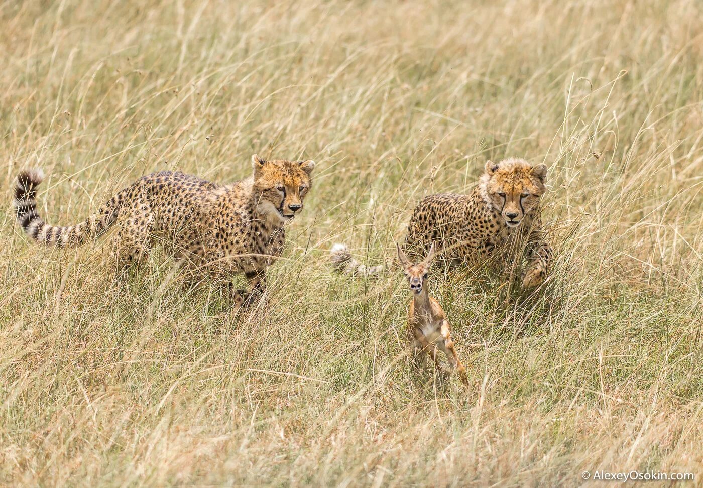 интересные факты о гепарде. гепард пиппа. африка саванна гепард. ациноникс юбатус. краткая информация о гепарде.
