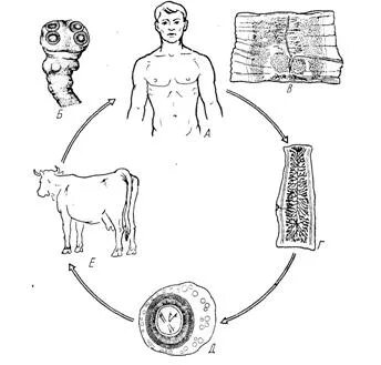 Какая стадия свиного цепня разовьется. Taeniarhynchus saginatus жизненный цикл. Цикл развития цепня схема 13. Жизненный цикл карликового цепня схема. Карликовый цепень жизненный цикл.