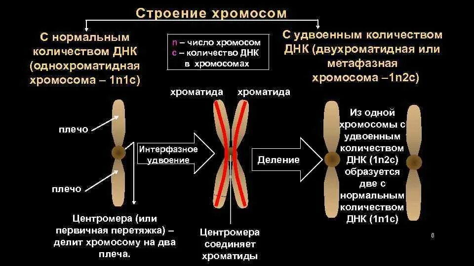 Строение однохроматидные хромосомы. Строение хромосомы хроматиды. Строение хромосомы центромера. Из чего состоит хроматида.