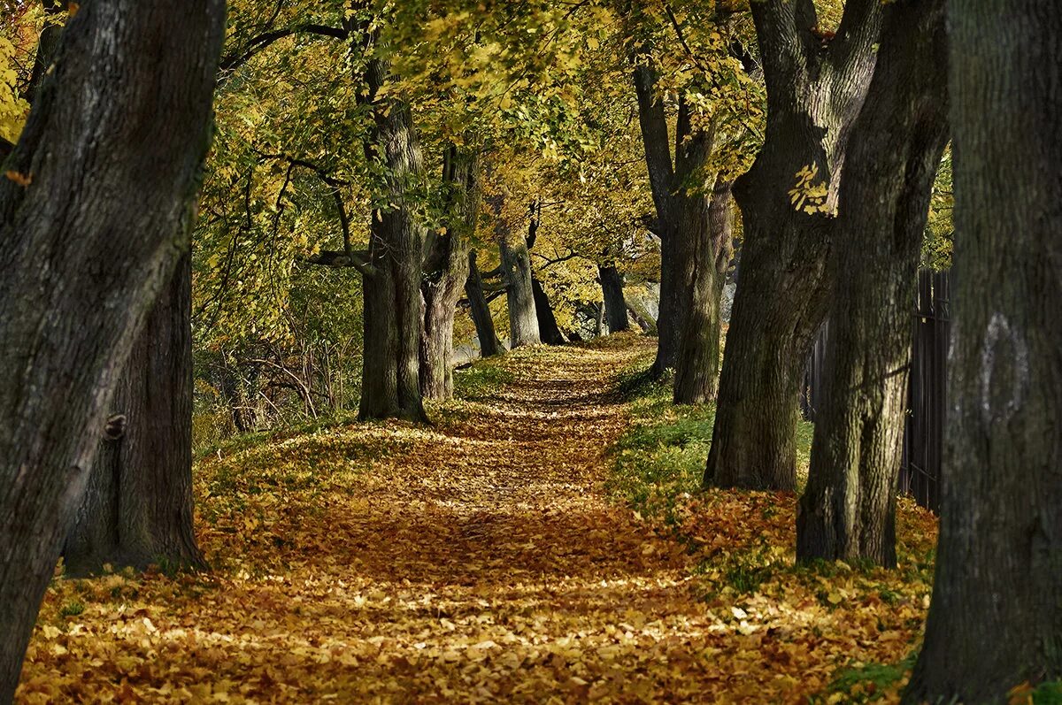 Уж небо осенью дышало пушкин. Роща пушкин. Роща пушкин. Пушкинский арзамас. Михайловские рощи усадьба.