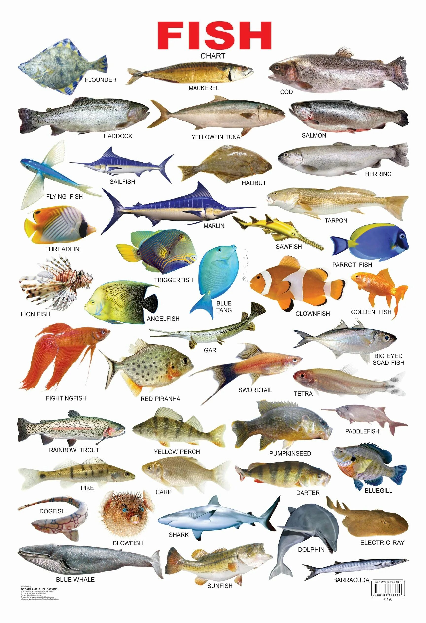 Морские рыбы. Разновидности рыб. Название рыб. Названия рыб на английском языке. Русская рыба название
