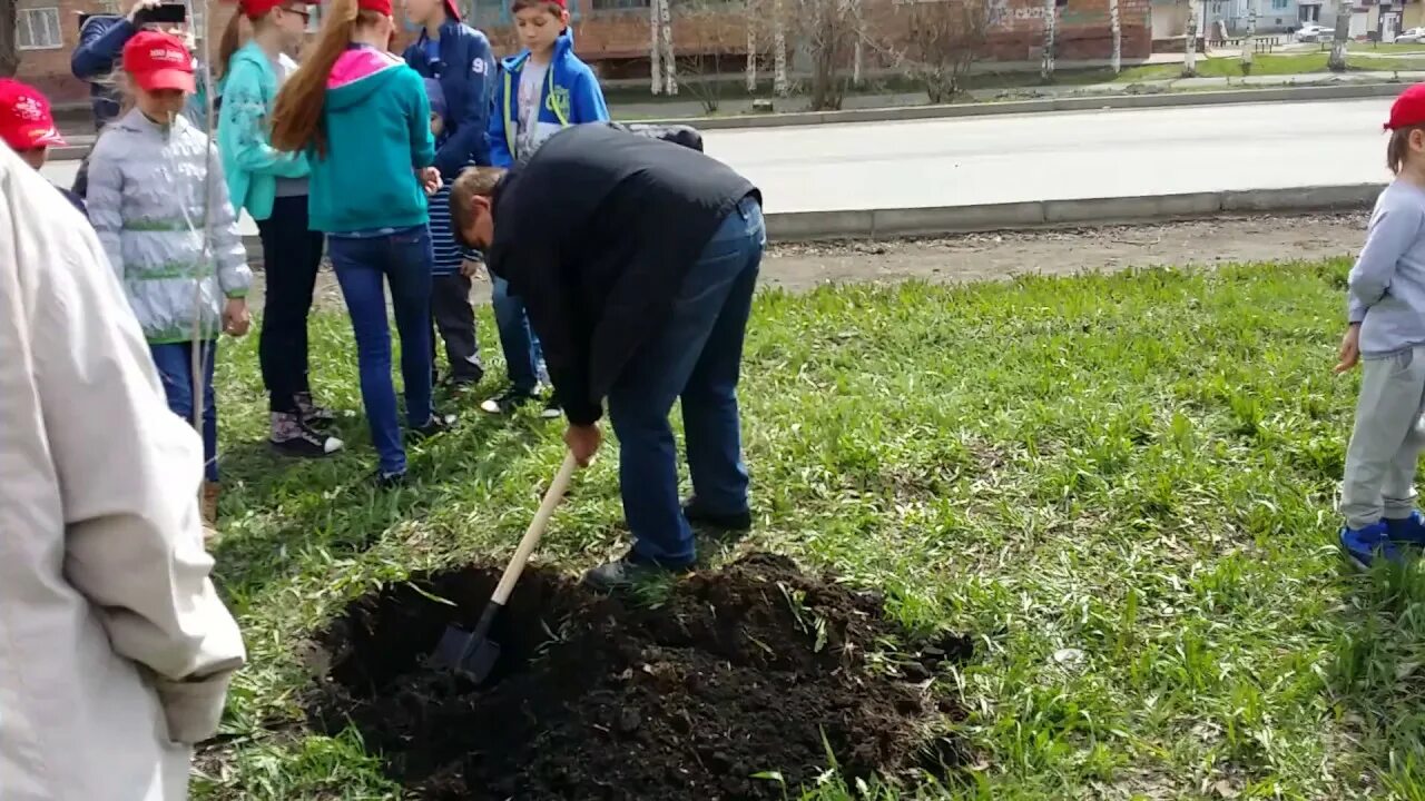 Посадили дерево победы. Старшеклассники сажают деревья. Посадка деревьев Узбекистан. Посадка деревьев в Мамадыше.
