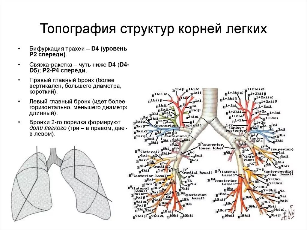 Корни легких структурны что это. Анатомические структуры корня легкого. Корень лёгкого строение анатомия. Корень левого легкого топографическая анатомия. Что входит в состав корня легкого.