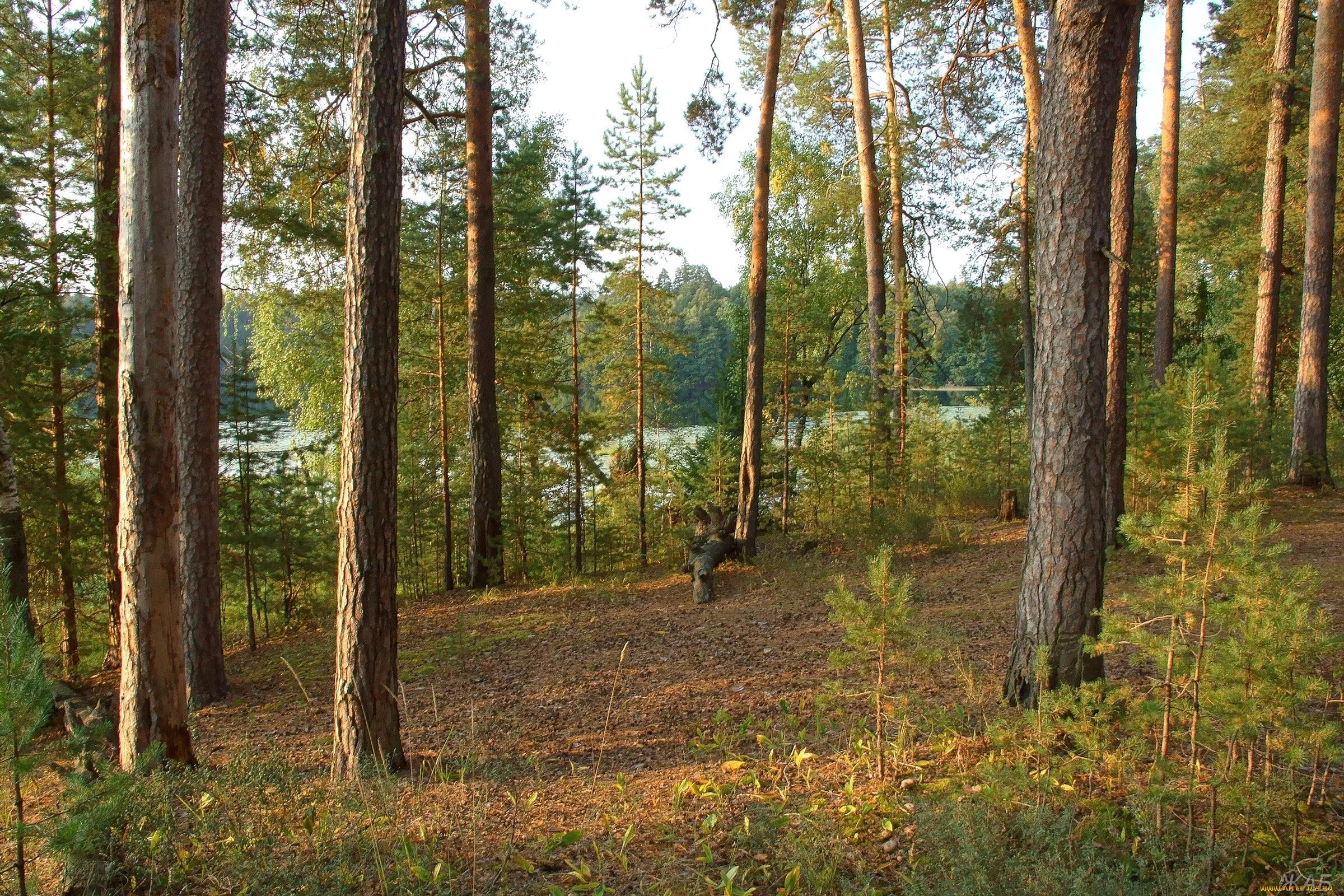 Лес Нижегородского края. Природа Нижегородской области. Леса Нижегородской области. Природа родного края Нижегородская область. Лесной край купить