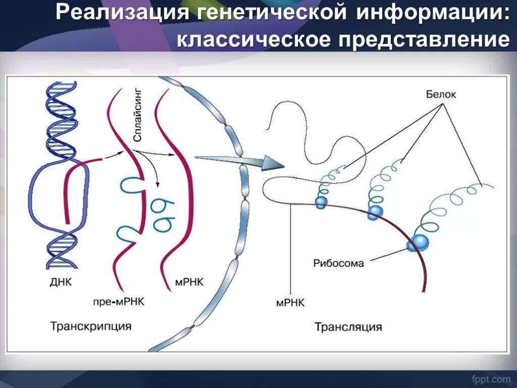 Транскрипция мутация. Схема транскрипции синтеза белка. Транскрипция и трансляция в биологии схема. Схема биосинтеза белка транскрипция и трансляция. Схема транскрипции и трансляции.