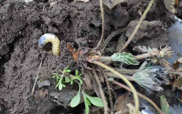 Личинки корень. ЛОВУШКА для личинок майского жука. Хрущ поврежденные растения. ЛОВУШКА от майского жука.