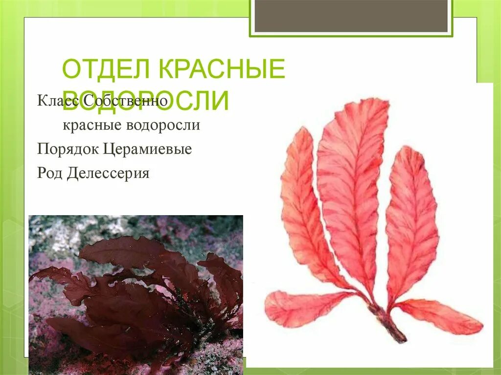 Отдел красные водоросли Rhodophyta. Делессерия водоросль строение. Отдел красные водоросли (багрянки) делессерия. Сообщение о делессерия красные водоросли.