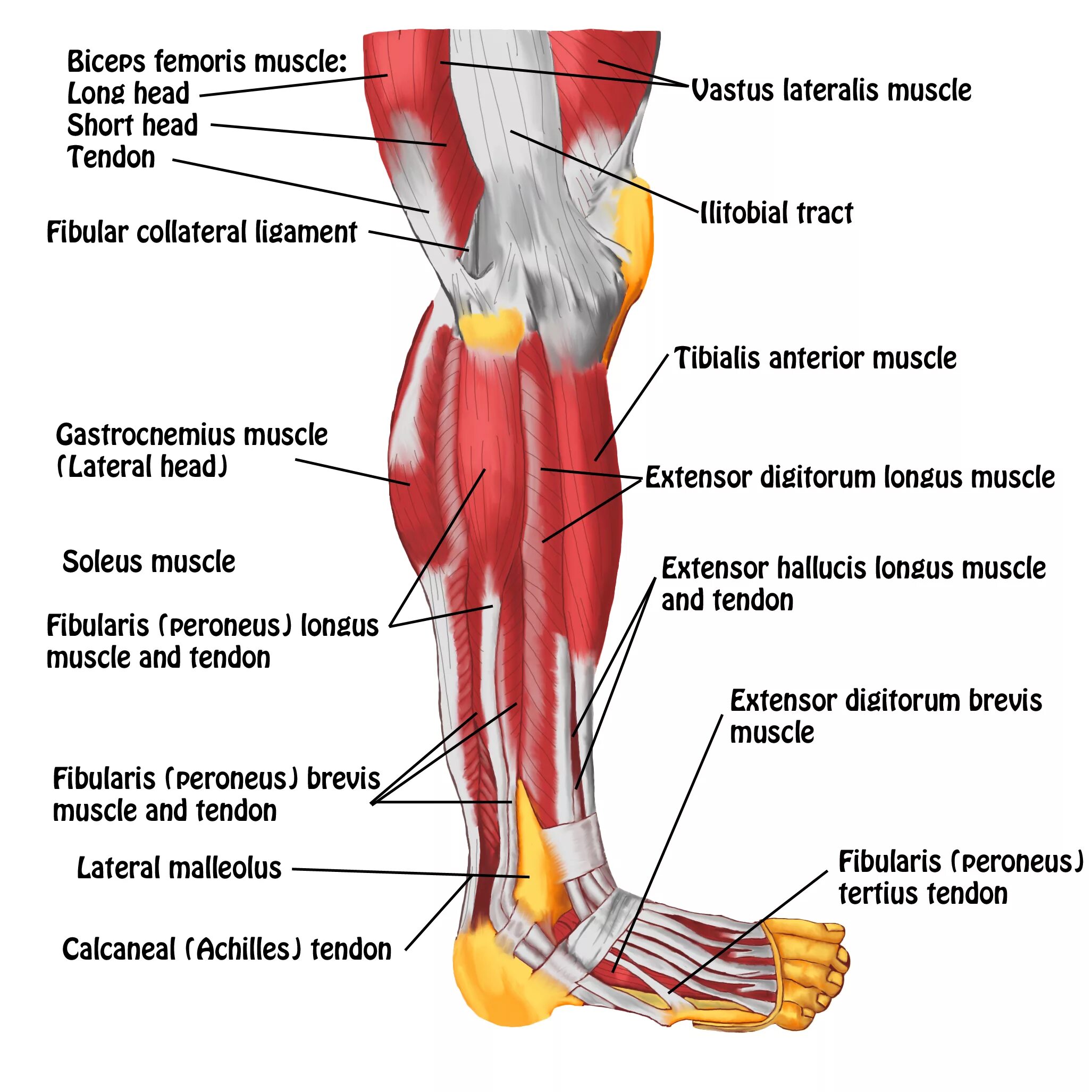 Foot muscle. Мышцы ног. Анатомия ноги.