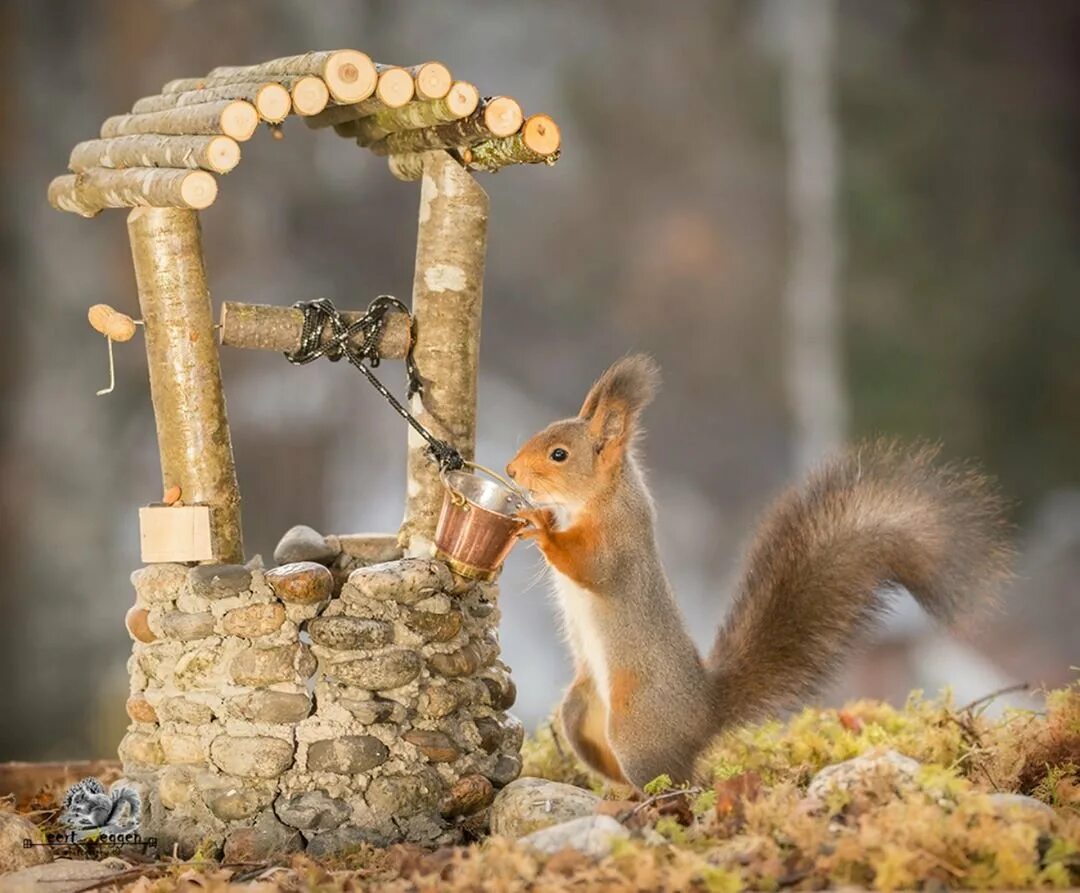 кормушка для белок. белка грызет орешки. белка в тереме живет да. взгляд белки. белки слухи дом.