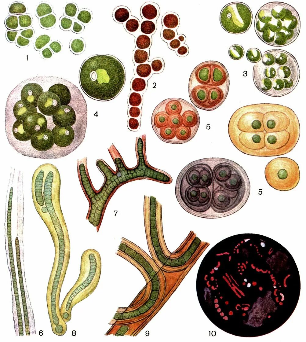 Плеврококк водоросль. Зеленые водоросли плеврококк. Плеврококк одноклеточная. Зеленые водоросли царство протисты.