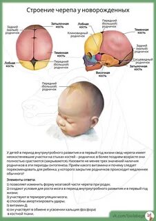 Сколько темечек у ребенка