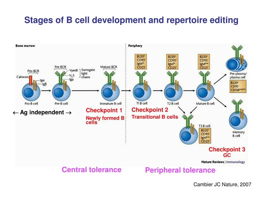 B cell maturation. Cell development. B cells иммунология. Immature b cell. B cell development.