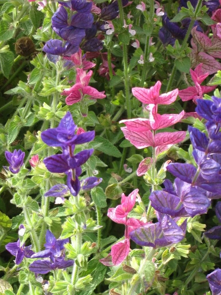 сальвия кембридж многолетняя. сальвия огненный шар. сальвия в р 9. сальвия многолетняя уход. шалфей дубравный блаухугель.