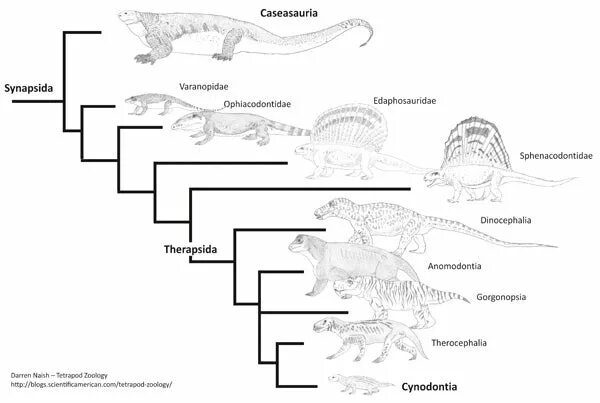 Систематика синапсид. Синапсиды и терапсиды. Синапсиды классификация. Схема эволюции синапсид.