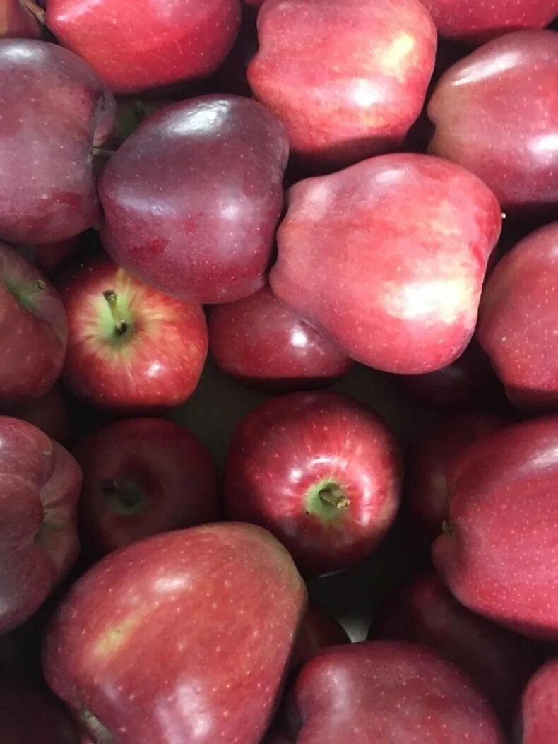 Популярный сорт красных яблок