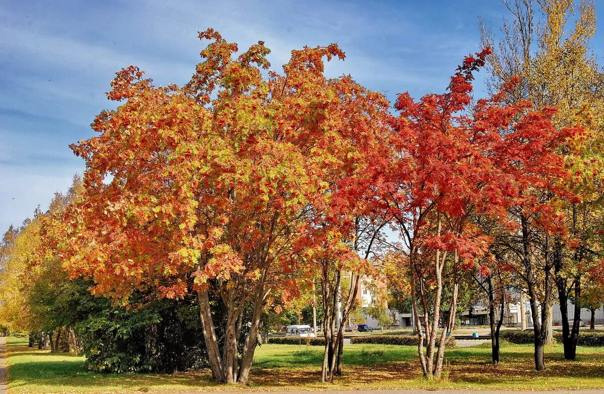 красивые листья. природа осень. осенний полностью. клен дерево. красивая осень.