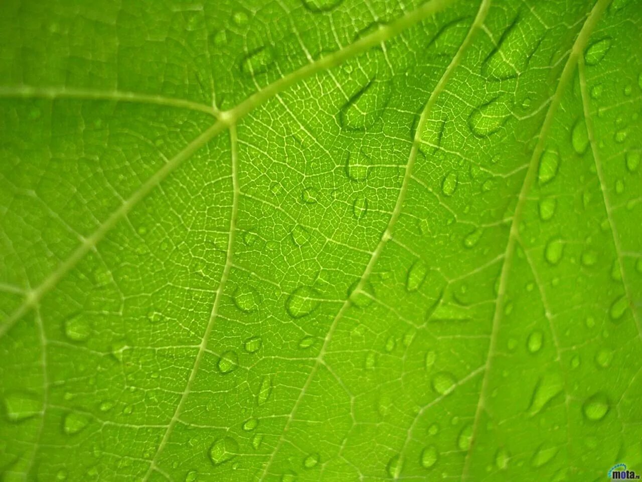 Цвет зеленый лист. Мокрый лист текстура. Ткань Rain Water Green.