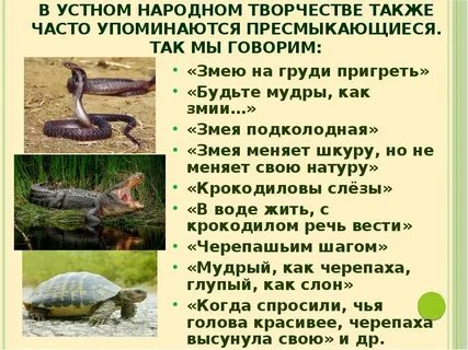 Признаки черепахи крокодилы