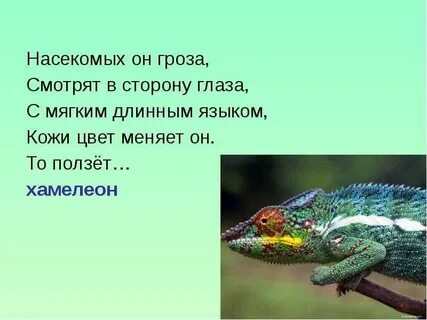 Хамелеон загадка