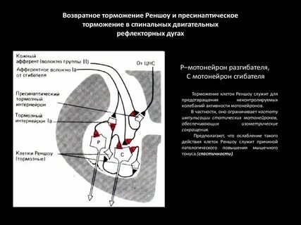 Функциональное значение возвратного торможения