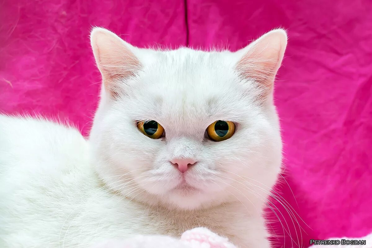 британская короткошерстная кошка белая. британская короткошёрстная кошка белая. британская короткошерстная кошка белая. британская короткошерстная кошка белая. британская короткошерстная кошка белая.