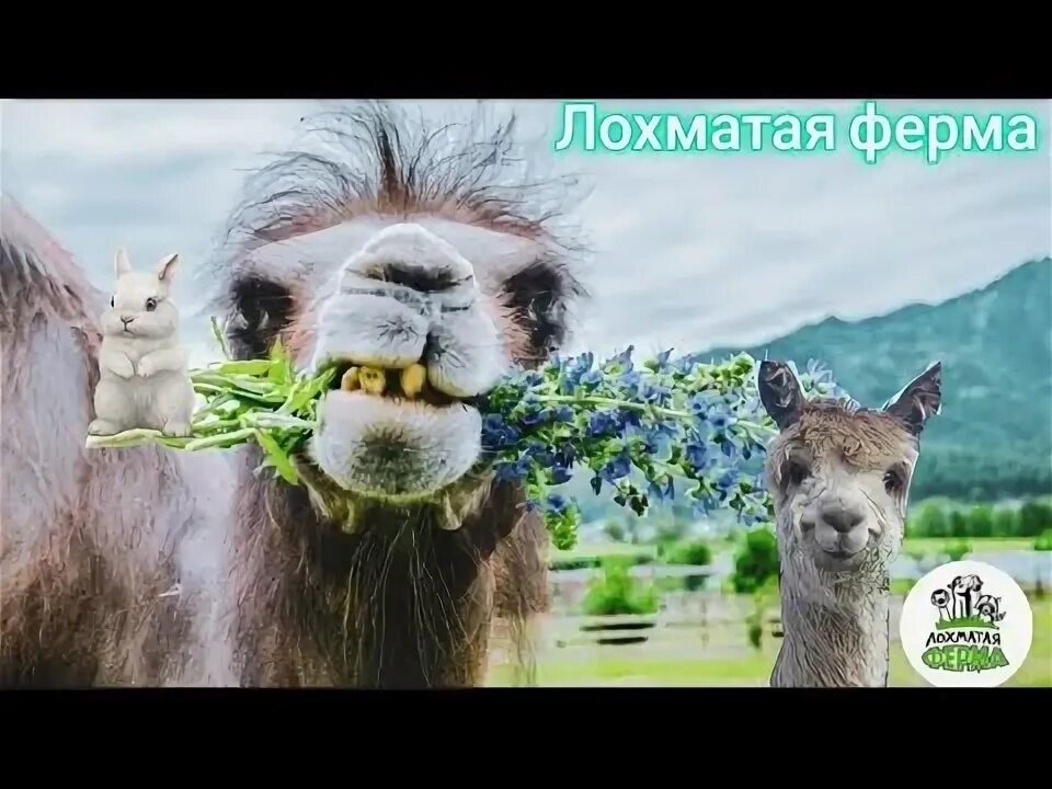 Лохматая ферма чемал. Лохматая ферма узнезя. Мохнатая ферма чемал. Лохматая ферма республика. Лохматая ферма республика.