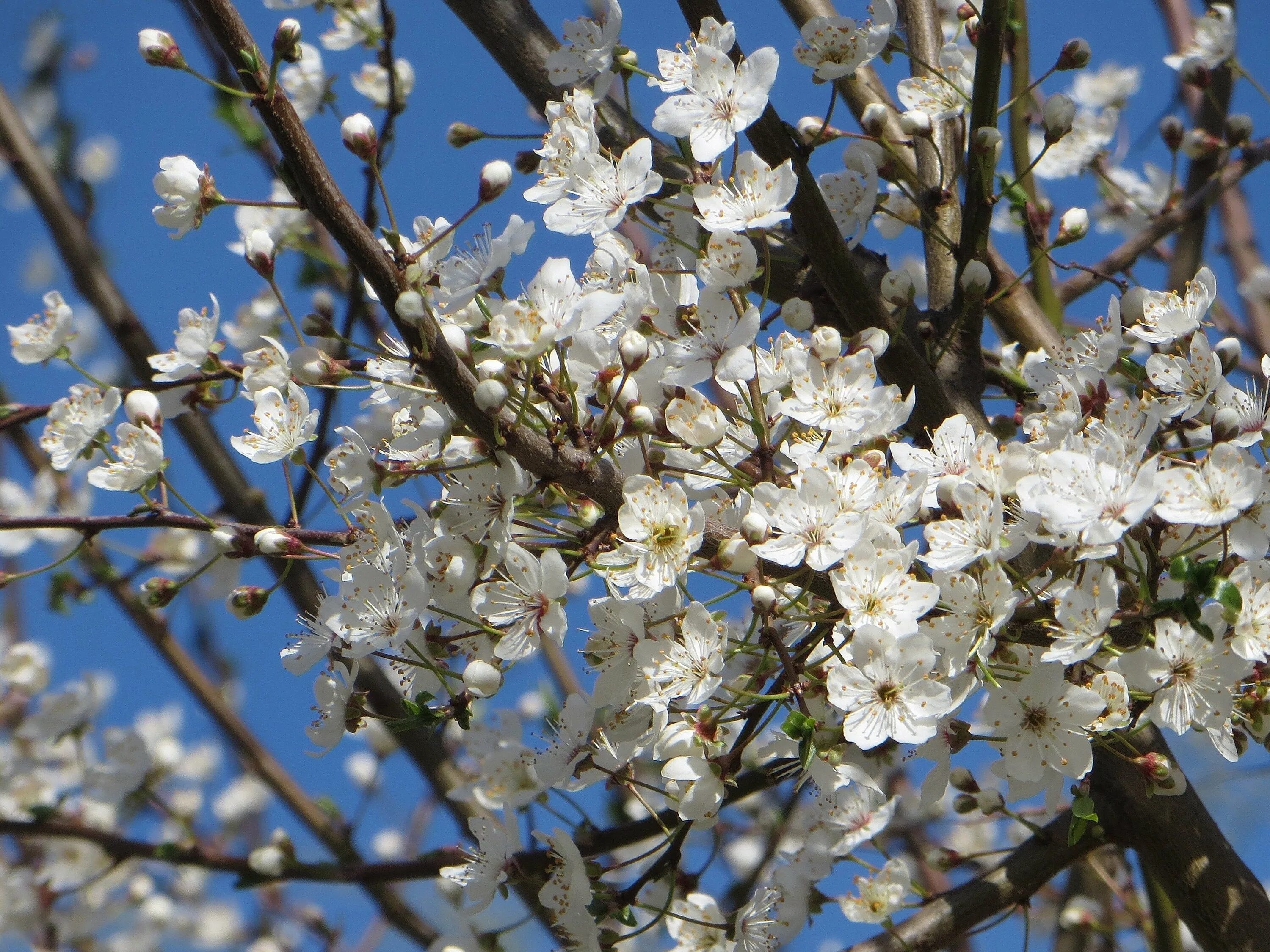 Какие деревья цветут в апреле