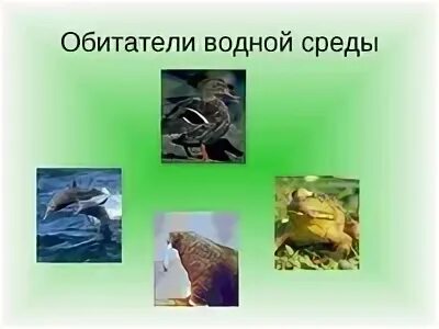 1 обитатель водной среды