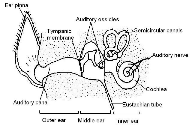 Элементом внутреннего уха является. Inner ear animal. Inner ear. Inner ear animal. Inner ear animal.