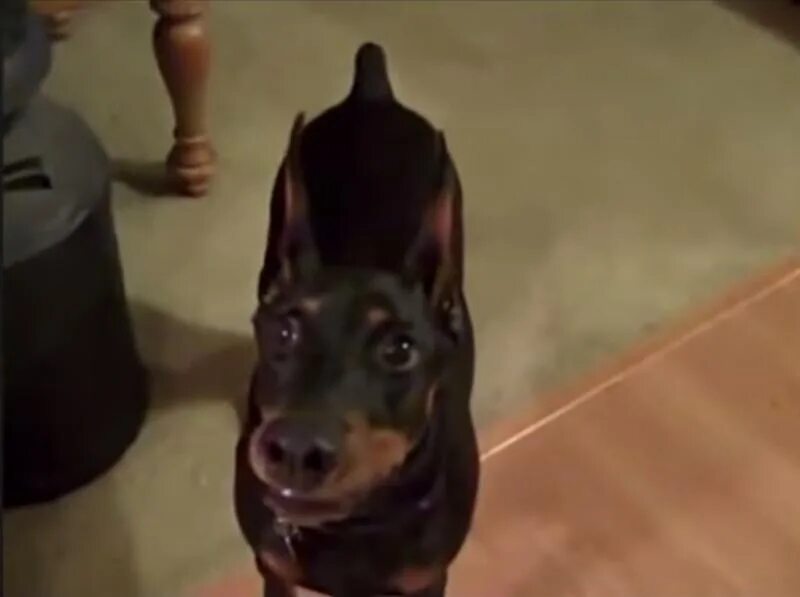 Доберман собирается на дачу. Доберман собирается на дачу. Доберман дача видео. Доберман собирается на дачу. Доберман собирается на дачу.