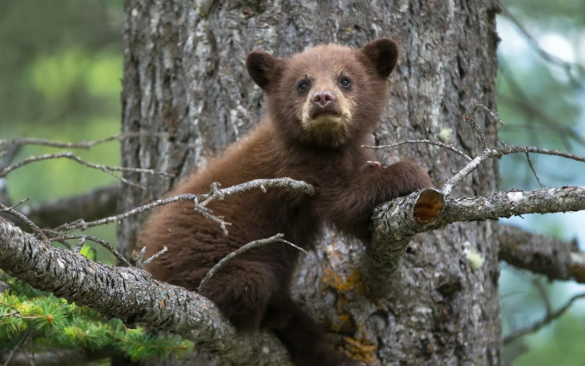 Tree bears are