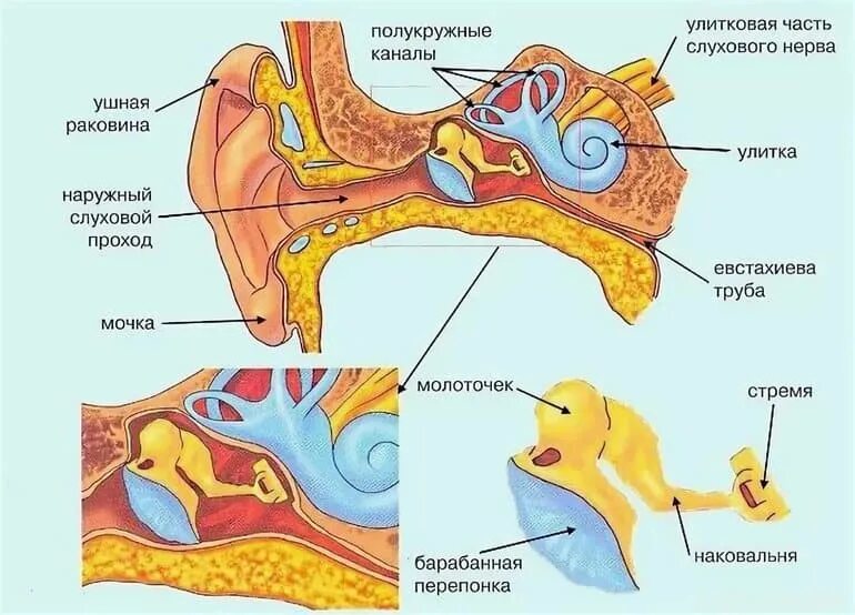 Строение среднего уха схема. Схема строения наружного среднего и внутреннего уха. Схема структур среднего уха. Схема внутреннего уха ушной раковины. Барабанная перепонка и раковина