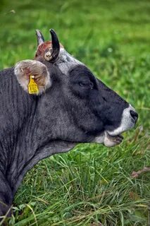 Жвачный скот