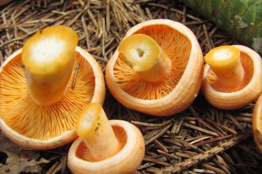 Рыжики быстро. Рыжики грибы. Рыжики грибы фото. Гриб Рыжик Каргопольский. Трубчатые грибы для засушки.