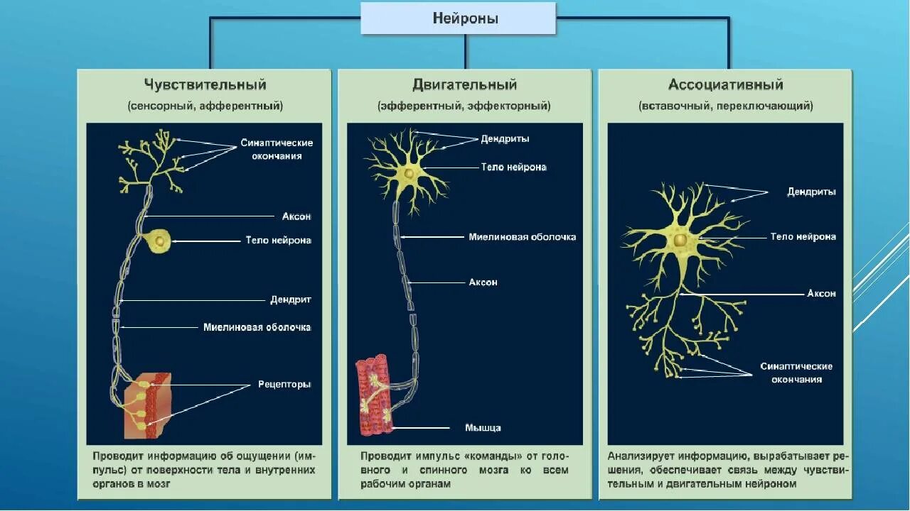 Нервные связи функции. Чувствительный вставочный и двигательный Нейроны. Строение сенсорного нейрона. Тип нейрона 1)  двигательный 2)  вставочный. Чувствительный Нейрон вставочный Нейрон двигательный Нейрон.