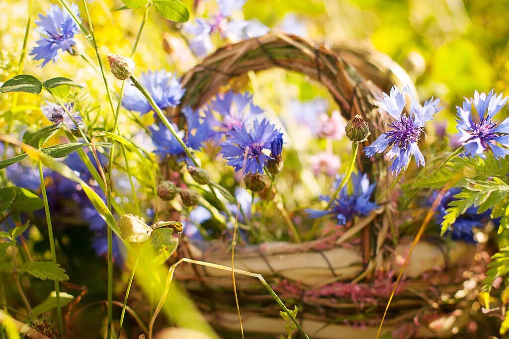 василек ареал. васильки в росе. васильковое поле задонск. ромашка лютик василек. васильковое поле ильинского района пермского края-.