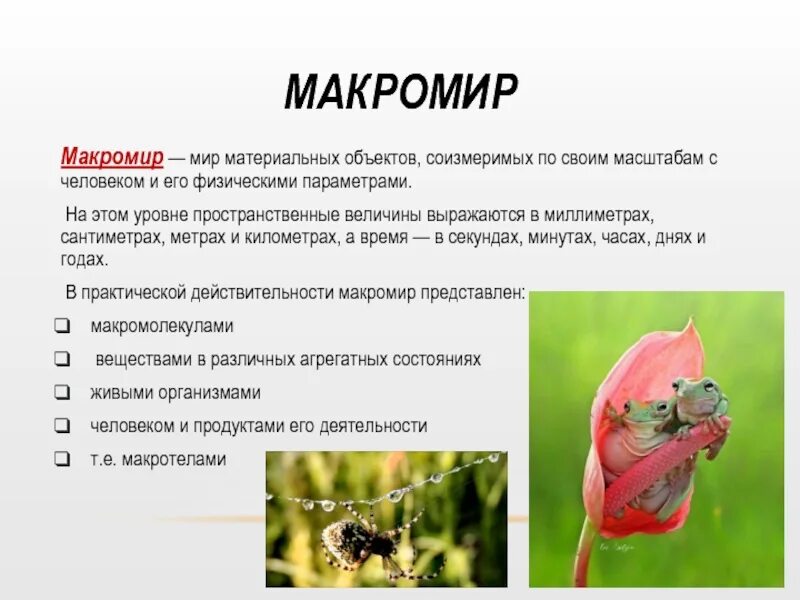 Макромир недвижимость сайт. Макромир примеры. Макромир примеры объектов. Макромир кратко. Характеристика макромира.