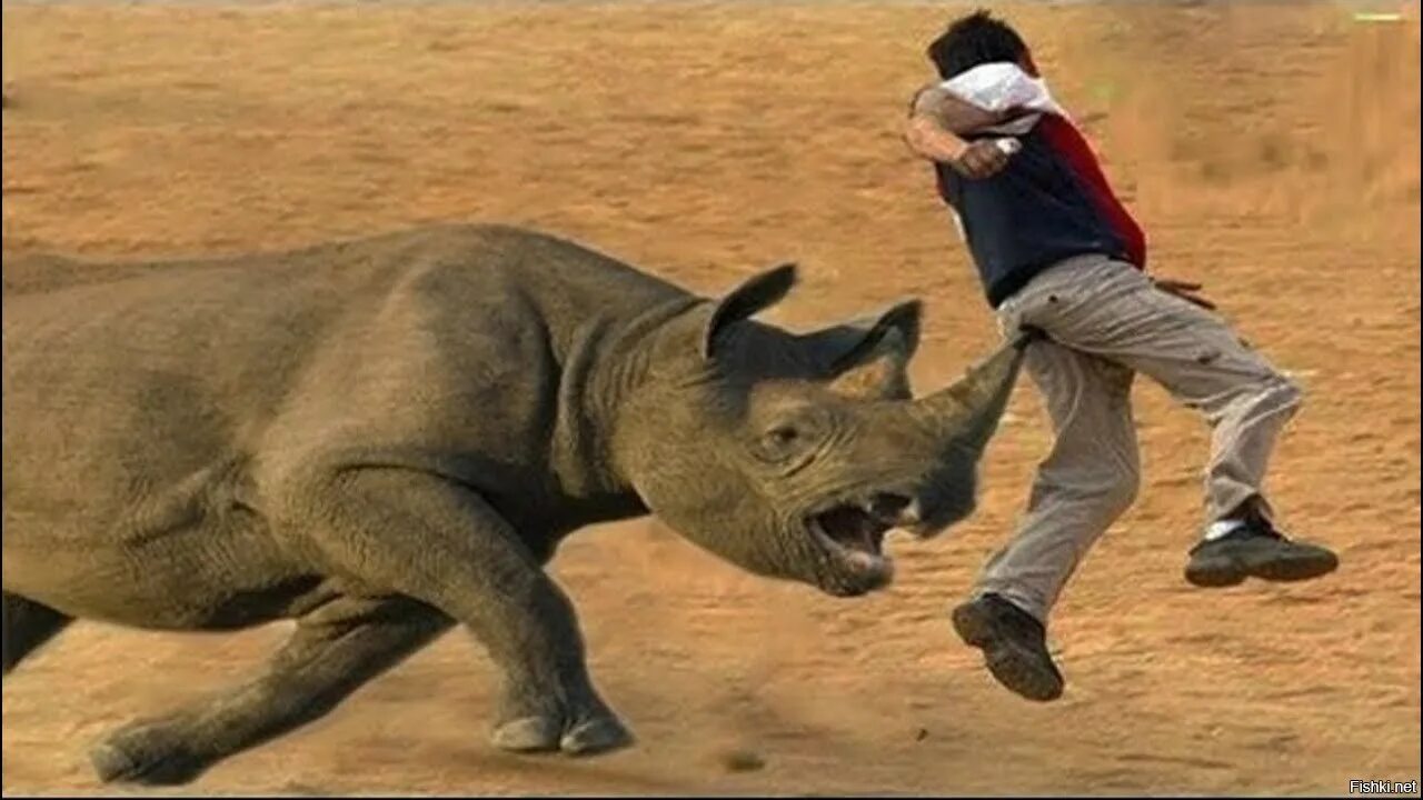 Смочь нападение. Носорог нападает на человека. Носорог бежит.