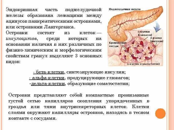 Эндокринные клетки островков лангерганса. Строение поджелудочной железы островки Лангерганса. Функция островков Лангерганса поджелудочной железы. Панкреатические островки Лангерганса гормоны. Поджелудочная железа островки Лангерганса гормоны.