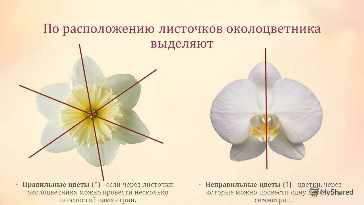 Как называется совокупность лепестков цветка